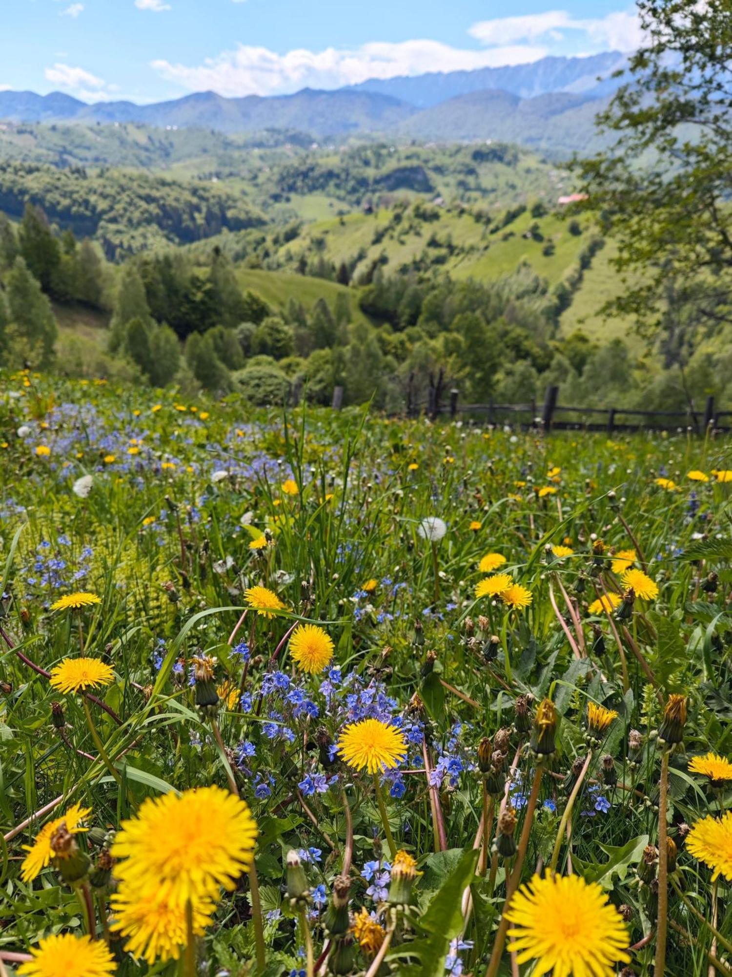 Alpine Escape Studios Măgura Zewnętrze zdjęcie